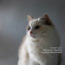 마론도리스(Marondollis) 이미지