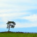 형식목장 이미지