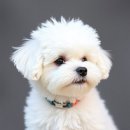 플랜멍 강아지분양 포항점 | 대구 강아지분양 찾다가 직접 방문한 플랜멍 후기, 믿고 분양받을 수 있었던 이유