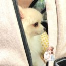 상록마을(임광.보성).미켈란쉐르빌 | 반려동물동반가능한 이탈리안레스토랑 분당정자 맛집 그래니살룬