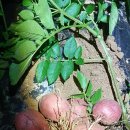 예하지마을 이미지