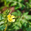 패랭이공원 이미지