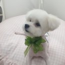 이쁘게 잘라줄개 이미지