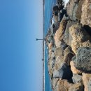 샌디에고 찌낚시 - 2025. 08. 01. @ Mission Beach Jetty, 여름 벵에돔과 물회