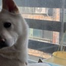 요미야 놀자 이미지