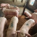 한라사료 이미지