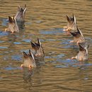 낙동강오리알 이미지