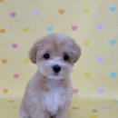 마이멍멍 이미지