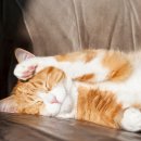 송동물병원 이미지