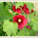 우리둘이 이미지