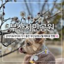 소양댐시민숲공원 | 부산시민공원, 부산 강아지랑 가볼 만한 곳 추천(매화꽃 개화 2월 중순 현황)