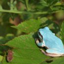 청개구리 이미지