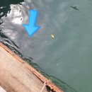 훼미리낚시터 | 난지도좌대낚시 훼미리호 방문 후기