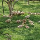 맛조아농장 이미지