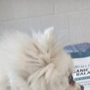 비비펫미용 이미지