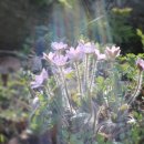 야생화 민박 이미지