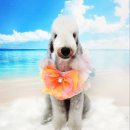 라라그루밍 이미지