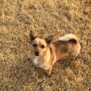 러브독애견카페 이미지