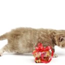 잠실동물병원 이미지