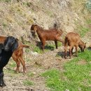 보아농장 이미지