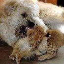 북경코스요리 이미지