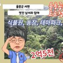 울릉도부동산, 울릉도임야매매 1만평 2.5억(관광농원.임산물판매)..나대지 매매 20평 3,000만(외지인매입가능, 16평 건축가능) 이미지