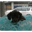 임피리얼펫 이미지