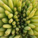 상월 농장 이미지