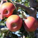 고북농장 이미지