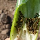 병인농장 이미지