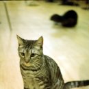 고양이다락방 이미지