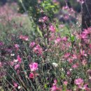 소금꽃정원 이미지