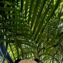 뱀부포레스트(BAMBOO Forest) 이미지