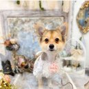 바비숑펫살롱 이미지