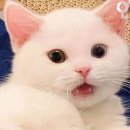 공감 Daum카페