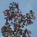 오동나무 이미지