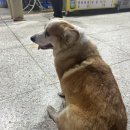 보리네포장마차 이미지