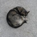 모두의 댕댕이 이미지