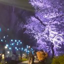 벚꽃로 이미지