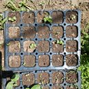 # 금포국민학교졸업 장세영이용소 금빛대학졸업.&amp; 이미지