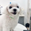 다올 그루밍 이미지