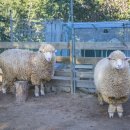 숙이목장 이미지