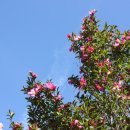 황실양행 이미지