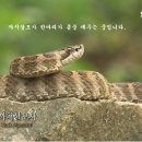 까치살모사 Daum카페