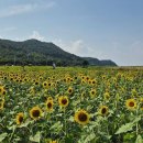 해바라기 이미지