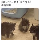 사랑의 소나기 이미지