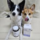 라임약국 | (강아지 관절영양제 추천)뉴트펫 관절 액티브 영양제 급여 후기