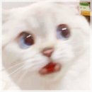 정재자동차공업사 | 인천 혼유사고 수리 꼭보세요. 후회하지말고ㅠㅠ