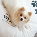 (주)도그아일랜드 이미지