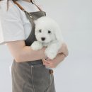 데일리독인천강아지분양